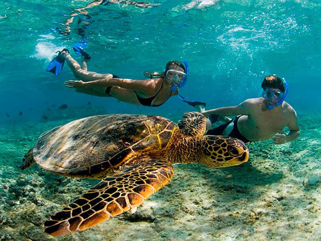 Tour Snorkel Tortugas