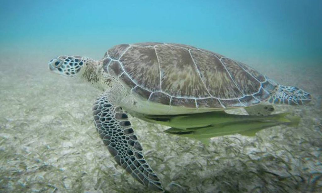 Tortugas Xcacel
