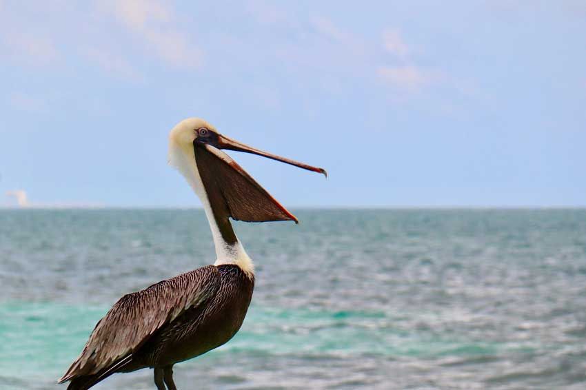 Puerto Morelos
