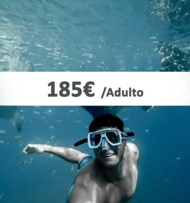 Precio Nadar con tiburones en Riviera Maya