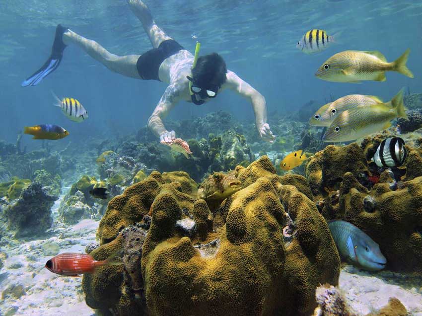 Arrecife de coral en Cozumel