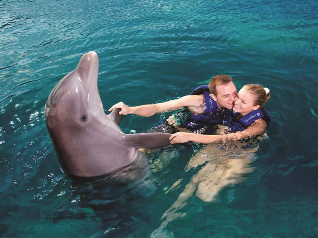 Nadar con delfines en pareja