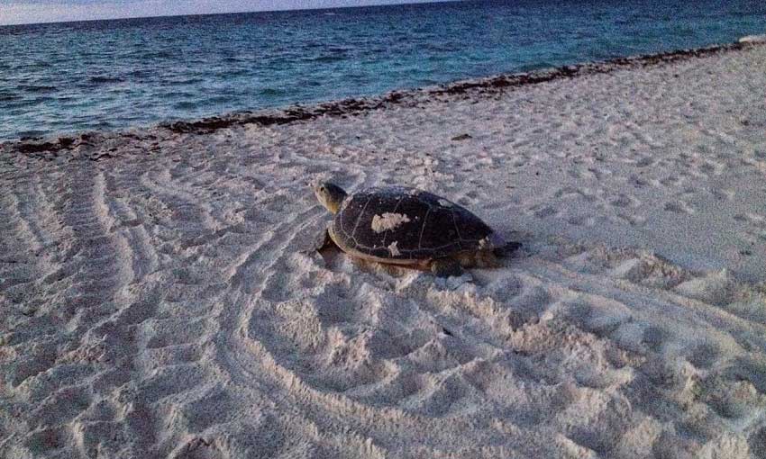 Tortugas Xcacel