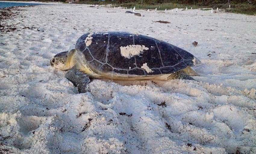 Tortugas Xcacel