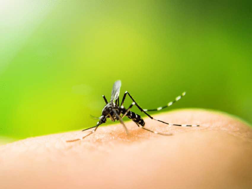 piquete de mosquito Repelentes en Riviera Maya
