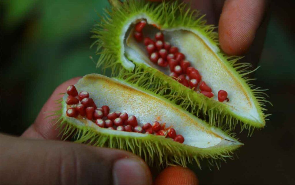 achiote