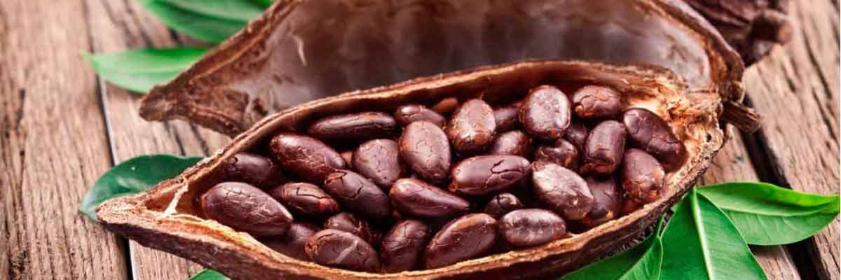 Cacao en la Riviera Maya